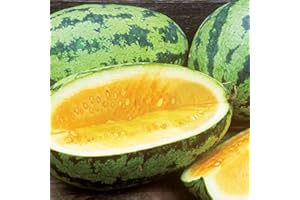HENSITA Rare Heirloom Heritage Water Melon Seeds. ORANGEGLO Orange Watermelon Certified French Organic Grower