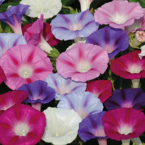 2g (approx. 40) morning glory flower seeds IPOMOEA PURPUREA a climber with a stunning blooms