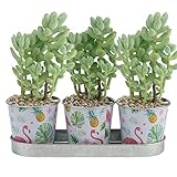 Funktionell: Vielseitiges Pflanzgefäß-Set für Besteck, Kräuter, Sukkulenten, Blumen, Gewürze, Büro, Schreibtisch, Besteck-Organizer für Bastelzimmer oder Utensilienbehälter.