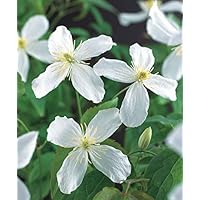 2x Clematis montana"Grandiflora" | Set Waldreben | Kletterpflanze mit weißer Blüte | Höhe 55-65cm | Topf-Ø 15cm