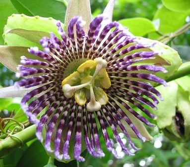 Passiflora ligularis - Süße Granadilla - Grenadilla - 10 Samen