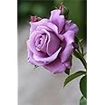 Gebdinsh Garden® Imported Rose Lavender Color Flower Seeds For Gardening | Pack Of 50 to 60 Seeds