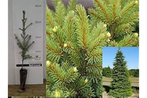 GADINO 5X Picea Abies Norwary Spruce Alive Rooted Plants, Traditional Christmas Trees Ready for Planting