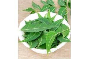 SEELANS SUPERSTORE Fresh Organic Neem Leaves|Approx 70G Jumbo | Nim Leaf For Medical | Use Acne & Skin Care| Indian Origin|Next Day Shipping By Seelans