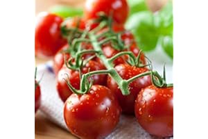 LEGUTKO Semillas rojas Tall Tall Cherry Tomato Pokusa - Lycopersicon lycopersicum