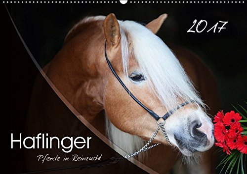 Haflinger-Pferde in Reinzucht (Wandkalender 2017 DIN A2 quer): Pferde aus purem Gold... (Monatskalender, 14 Seiten ) (CALVENDO Tiere)