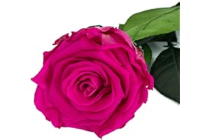Mundo Eterno Rosa Eterna Preservada 55cm Fucsia