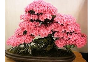 SVI Bonsaï japonais graines de sakura 10 graines / paquet, bonsaïs fleur de cerisier