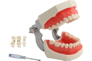 YOUYA DENTAL TM-021 - Herramientas de estudio para enseñanza, modelo de anatomía articulada con 28 dientes extraíbles