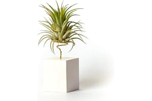 PLANDAIRE Tillandsia Ionantha Rubra IR Plante sans Terre Vivante - Tillandsias Plantes Vraies - Plantes Interieur Naturelle Tillandsia Vraie Plante Plantes Aériennes (Soutien Inclus)(Blanc)