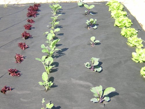 3,2m² 150g/m² Unkrautvlies in 1,6m Breite x 2m Unkrautschutzvlies als Rindenmulch Kiesunterlage (Meterware) - 9