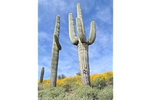 SVI Portal Cool Kakteensamen Riesen Carnegia gigantea Saguaro 5 Samen S0879