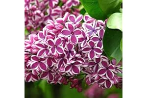 ARBORIX, PLUS VERT-MOINS CHER Syringa Vulgaris 'Sensation'- Lilas commun 'Sensation' 40-60 cm en conteneur