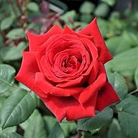 Kölle's Beste! Edelrose 'Duftfestival®'