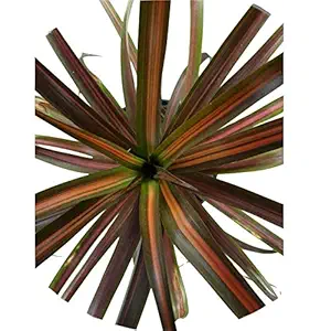 Root Bridges Pineapple Red Dragon Plant (Pot Included)