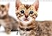 Bengal Kätzchen - Der Geburtstagskalender (Wandkalender 2018 DIN A4 quer): Geburtstagskalender mit Bengalkitten über das gesamte Jahr ... 14, 2017] Enderlein - Bethari Bengals, Sylke by 