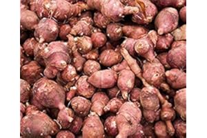 seedsown 1 Tubérculo: Rojo Fuseau Los tubérculos de alcachofa de Jerusalén individuo orgánico-Invierno Hardy