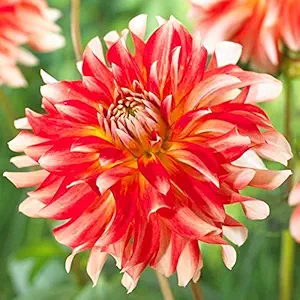 FERNSFLY Flower Bulbs IMP. Dahlia | Dhalia | Dahalia Perennial Flower Bulbs Excellent Quality Attractive Aromatic Flower Home Outdoor Gardening Flowering Bulbs (Pack Of 2 The Penny Lane)