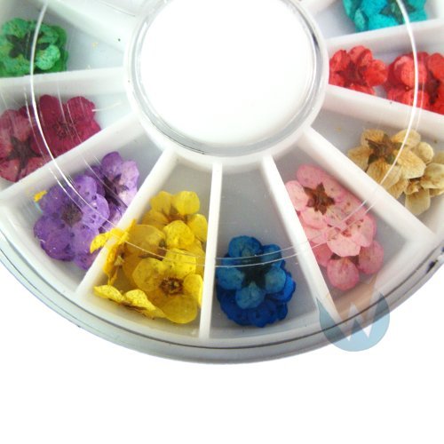 Nail Art Accessories Real Dry Dried Flowers 12 Colors Bundle Set in Wheel – Ready to Use by Winstonia by Winstonia - 2