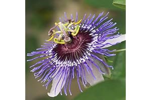 Passiflora 'Purple Haze'- Passiflore 50-60 cm en conteneur