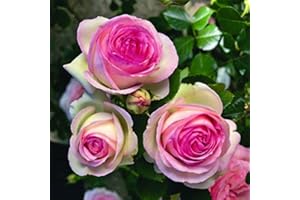 Pierre de Ronsard®,(o Eden Rose®) rosa in vaso di Rose Barni®, pianta rampicante rifiorente a grandi fiori, h.raggiunta 3.5 metri, pianta resistente alle malattie, leggermente profumata, cod.16071