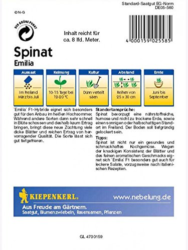 Spinat Emilia F1 Sommerspinat resistent - 2