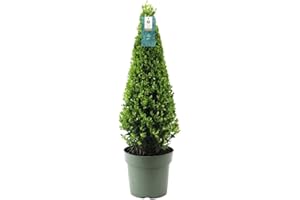 Plants by Frank | Echte Stechpalme Pyramide | 1x Ilex crenata 'Jenny' Pyramide | 1 Stück | 22 cm Ø durchmesser | 55 cm hoch | Buchsbaum ersatz | Ilex | Gartenpflanzen | Buchsbaum | Herbst Pflanzen