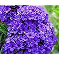 Dwarf Heliotropium Marine Heliotrope Highly Scented Flower Cherry Pie 200 Seeds