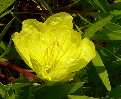 Oenothera missouriensis – Nachtkerze, 3 Pflanzen - 6
