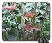 Produktbild Indoor Botanical Garden 20 Mouse Pad, Mousepad (Flowers Mouse Pad)