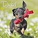 Dackel 2020: Broschürenkalender mit Ferienterminen. Hunde-Kalender. 30 x 30 cm by 