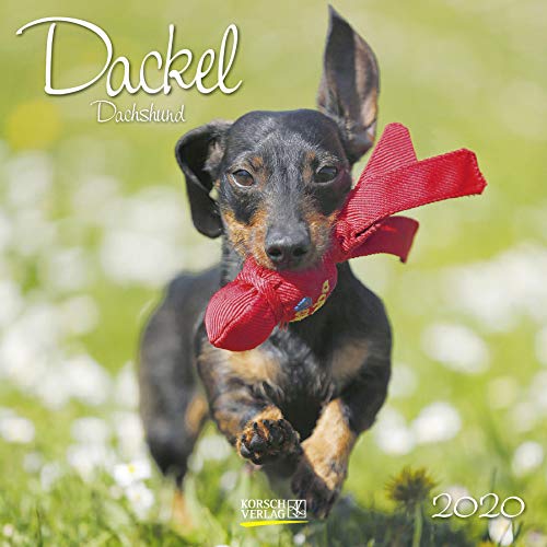Dackel 2020: Broschürenkalender mit Ferienterminen. Hunde-Kalender. 30 x 30 cm
