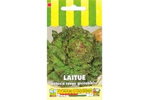 Sachet de graines de Laitue batavia rouge grenobloise - 4 g - légume feuille - LES GRAINES BOCQUET