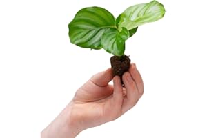 PLNTS - Baby Calathea Orbifolia (Gebetspflanze) - Zimmerpflanzen, Pflanzen Echt, Nachhaltige Verpackung - 2cm Stecklinge - Höhe 15cm - Direkt von der Gärtnerei