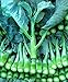 Produktbild Chinese Broccoli-1000 Samen, Kai LAN, Gai LAN, Brassica alboglabra, offen bestäubt