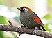 Produktbild Artland Poster oder Leinwand-Bild fertig aufgespannt auf Keilrahmen mit Motiv Elke Schmid-Neebe Rotschwanz-Häherling Zoo Basel Vogel Exoten Tiere Vögel Fotografie Braun C9TM