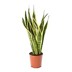 AIRY Bogenhanf Zimmerpflanze, Sansevieria trifasciata . Verbessert Raumklima und Luftqualität. Passend zum AIRY...