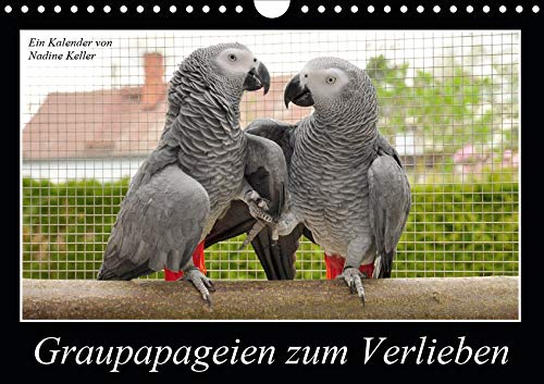 Graupapageien zum Verlieben (Wandkalender 2020 DIN A4 quer)