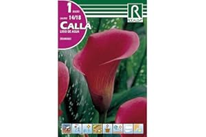ROCALBA BULBO CALLA ROSA FUCSIA LIRIO DE AGUA REHMANNII - CALA FLOR JARRO - 1 UD