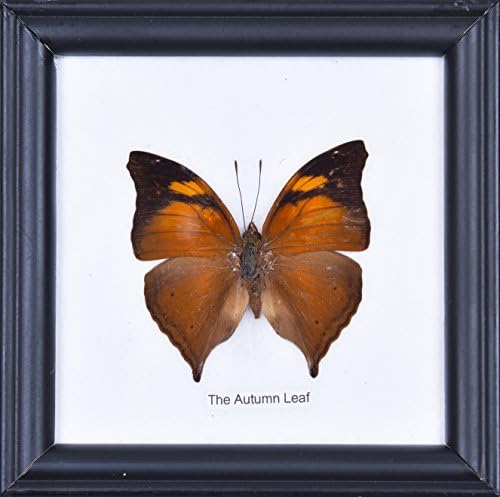 The Autumn Leaf - cotton mounted butterfly taxidermy 12x12cm frame
