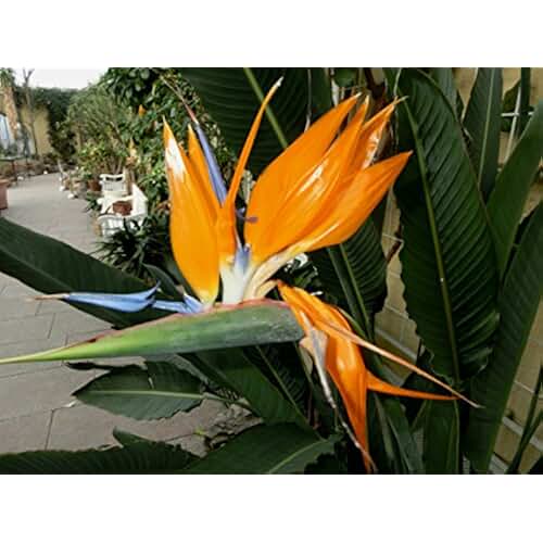 Suchergebnis auf Amazon.de für Papageienblume