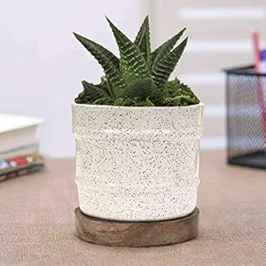 Lasaki Eden White Ceramic Pots with Wooden Stand Plate for Indoor Plants Planters Flower pots Outdoor Succulent Pot(wp5)