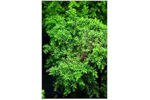 RP Seeds Cryptomeria Japonica (Japanese Cedar) - 25 Seeds