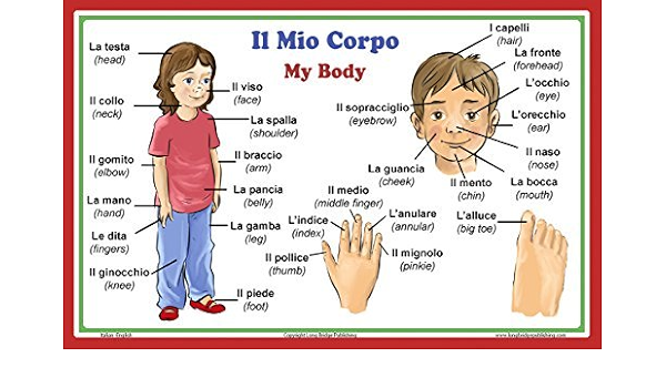 Poster Scolastico Di Lingua Italiana Parole Italiane Su Parti Del Corpo Con Traduzione In Inglese Grafico Bilingue Di Long Bridge Publishing Amazon It Casa E Cucina