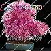 Produktbild 20 PC Red Japanischer Ahorn Bonsai Pflanze Baum Flores Bonsai-Garten Decor DIY-Anlage Heim Semenata von Blumen Perennial Baum: 4
