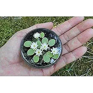 OhhSome Creative Farmer Garden Miniature Lotus Aquatic Water Lily Plants Seeds - Pack of 10