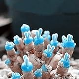 cactus raros españa Estilo: perenne Ncient 100 Semillas de Plantas Suculentas 5 Tipos Semillas Protección Radiológica Semillas Flores Raras Plantas Bonsai para Oficina Jardín Balcon Interior y Exteriores