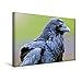Produktbild Calvendo Premium Textil-Leinwand 45 cm x 30 cm quer, Schulterpolster sind Wieder in: Rabe mit auffälligem Federkleid | Wandbild, Bild auf Keilrahmen. eines Raben, Baltimore, USA Tiere Tiere