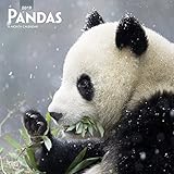 Pandas - Pandabären 2019 - 18-Monatskalender (Wall-Kalender) by
