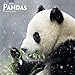 Pandas - Pandabären 2019 - 18-Monatskalender (Wall-Kalender) by